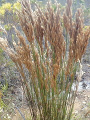 Elegia hookeriana