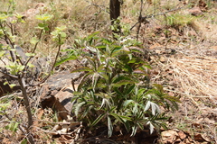 Cyphostemma lanigerum