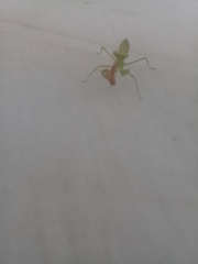 Stagmatoptera femoralis