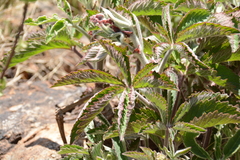 Cyphostemma lanigerum