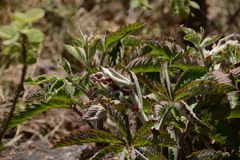 Cyphostemma lanigerum