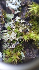 Physconia americana