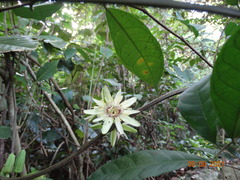 Passiflora rovirosae