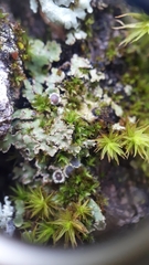 Physconia americana