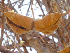 Sterculia rogersii image