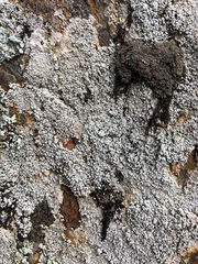 Coccotrema maritimum