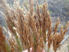 Elegia hookeriana