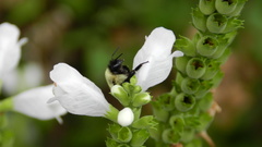 Bombus impatiens