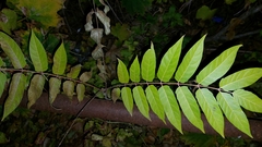 Ailanthus altissima