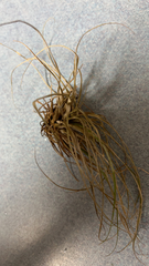 Tillandsia recurvata