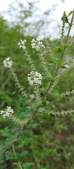 Aloysia pulchra