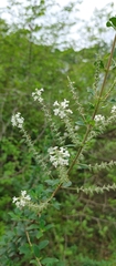 Aloysia pulchra