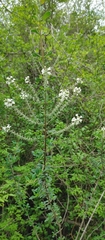 Aloysia pulchra