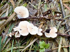 Crepidotus luteolus