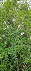 Aloysia pulchra