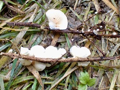 Crepidotus luteolus