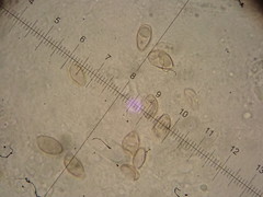 Crepidotus luteolus
