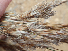 Elegia hookeriana