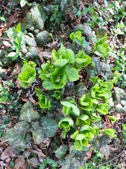Pachysandra procumbens