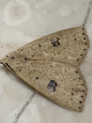Scolecocampa