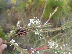 Struthiola myrsinites