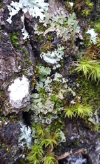 Physconia americana