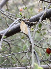 Libytheana carinenta