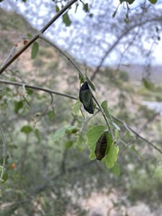 Libytheana carinenta
