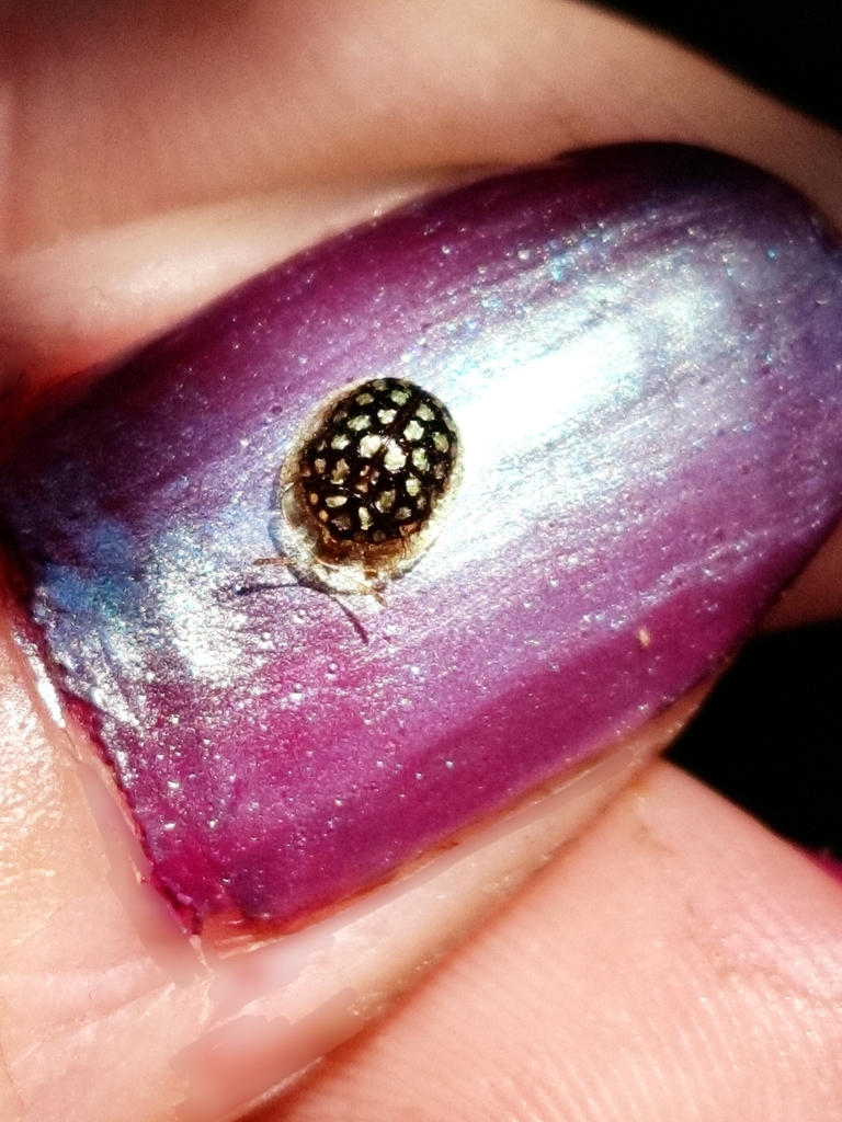 Cat's Claw Tortoise Beetle