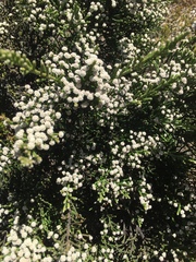 Brunia microphylla