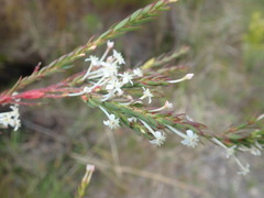 Struthiola myrsinites