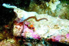 Leodice torquata