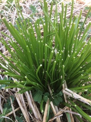 Ornithogalum umbellatum