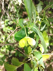 Annona emarginata