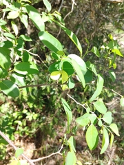 Annona emarginata