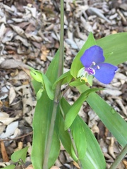 Hemerocallidoideae