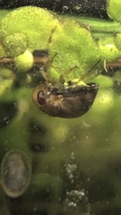 Neoplea striola