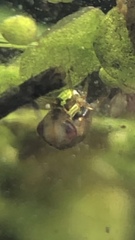 Neoplea striola
