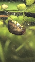 Neoplea striola