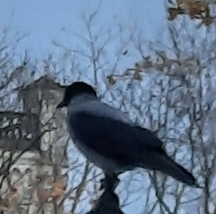 Corvus cornix