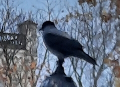 Corvus cornix