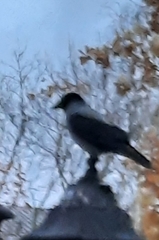 Corvus cornix