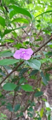 Brunfelsia australis