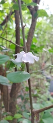 Brunfelsia australis