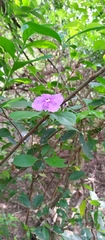 Brunfelsia australis