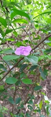 Brunfelsia australis