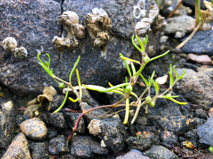 Spergularia canadensis