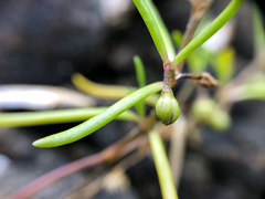 Spergularia canadensis