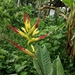 Heliconia hirsuta - Photo (c) Luis, μερικά δικαιώματα διατηρούνται (CC BY-NC), uploaded by Luis