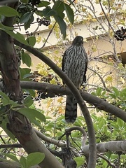 Accipiter cooperii